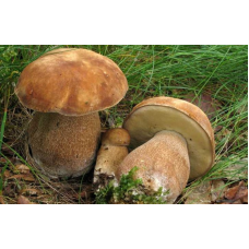 Мицелий Белого гриба сетчатого (Boletus reticulatus, Boletus aestivalis) Мицелий Белого гриба сетчатого (Boletus reticulatus, Boletus aestivalis)